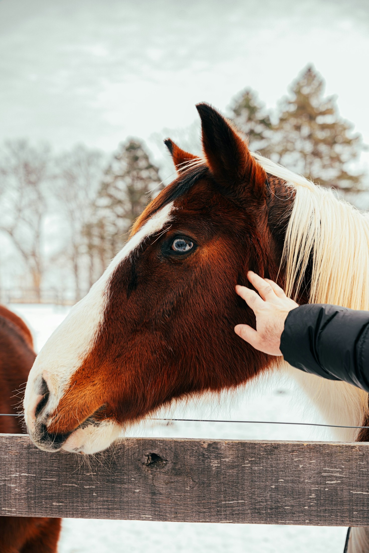 Equine Emotional Healing: una nuova prospettiva
